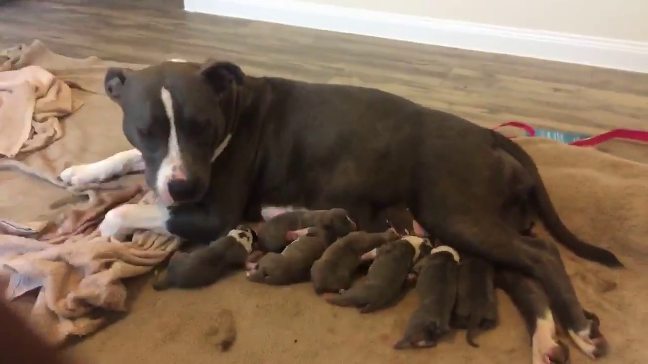 How American Bully Give Birth?