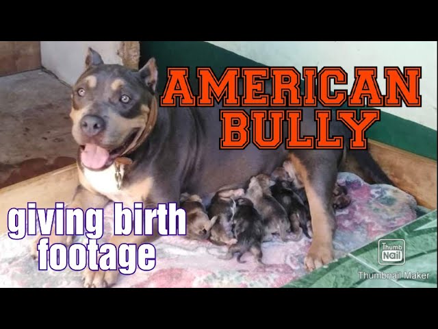 How American Bully Give Birth?
