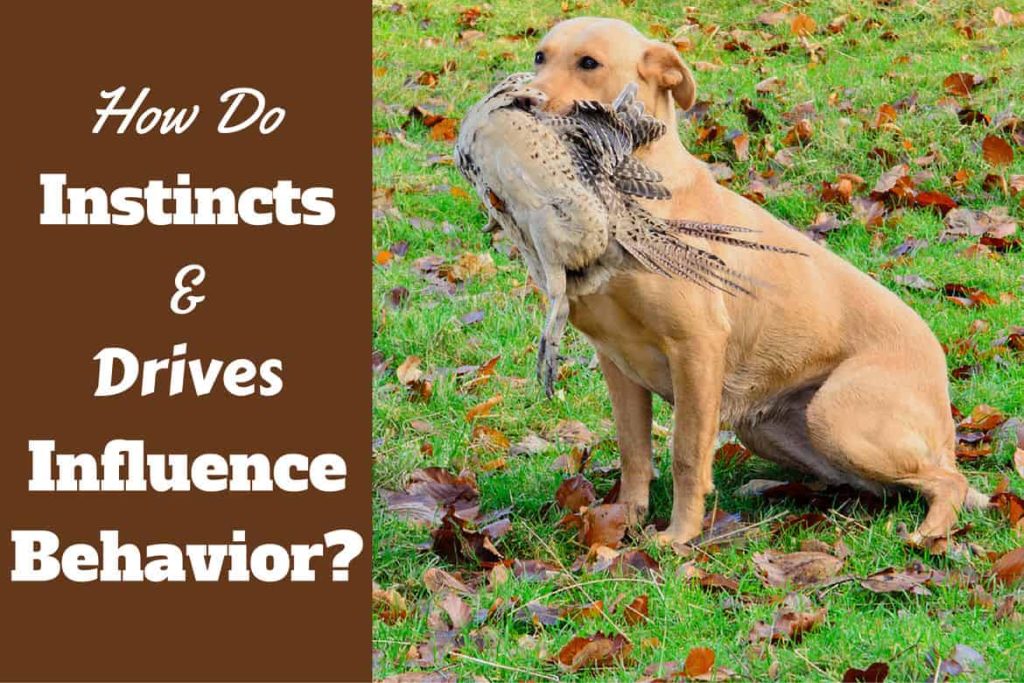 How Can I Behave In A Way That Influences My Dogs Behavior?