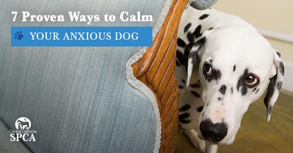 How Can I Calm Down My Dog?