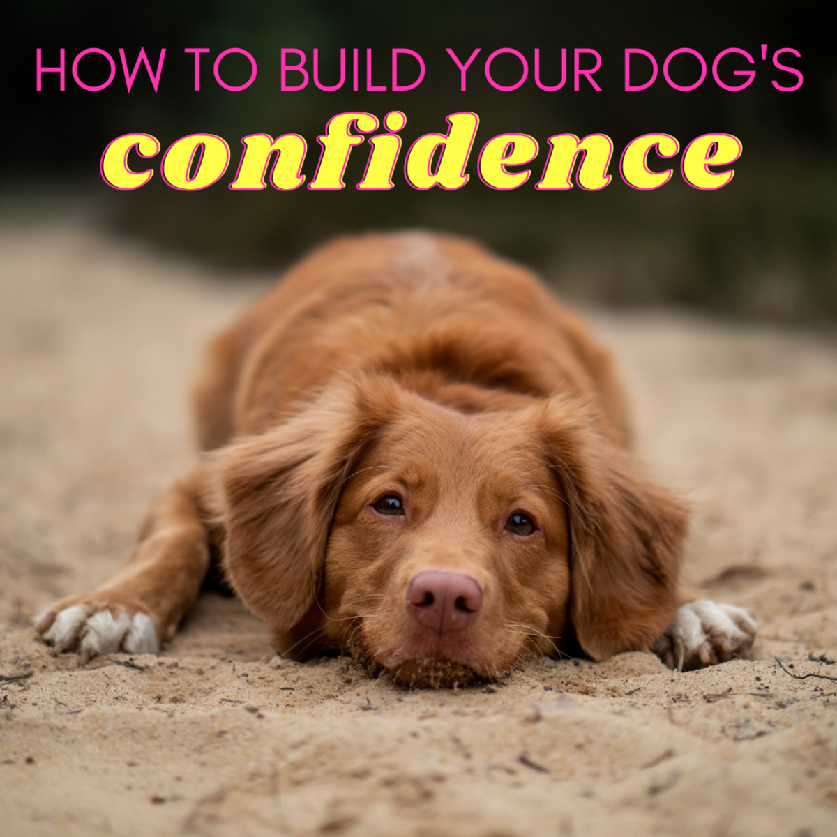 How Can I Effectively Address And Manage Submissive Dog Behaviour?