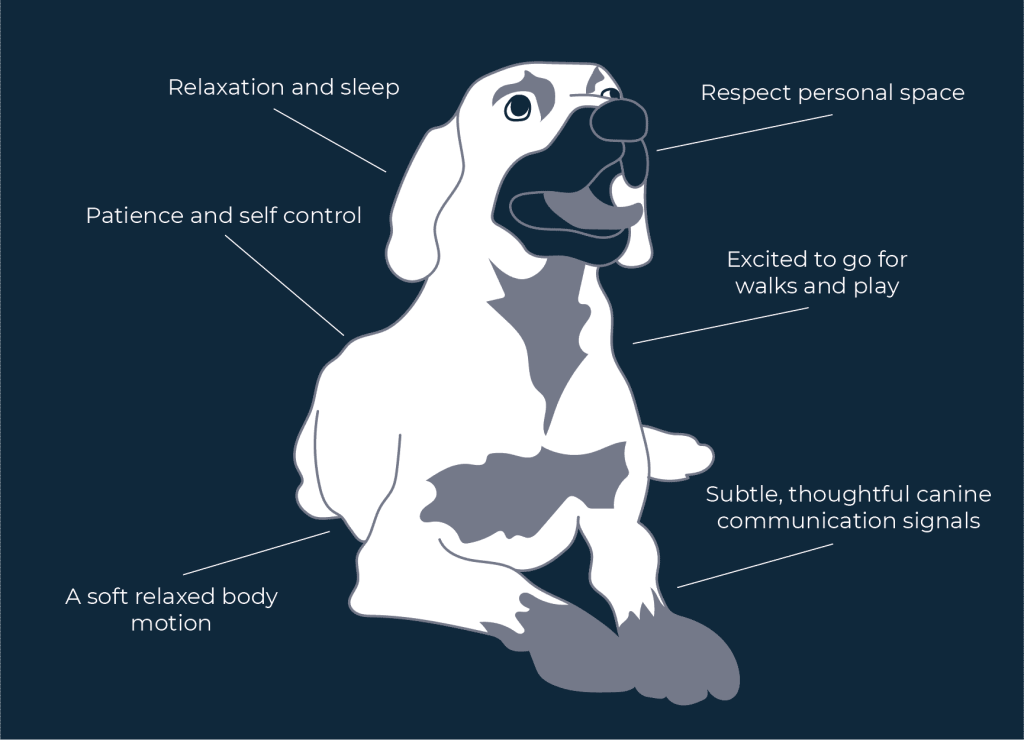 How Can I Gain A Better Understanding Of Dog Behaviour And Its Root Causes?