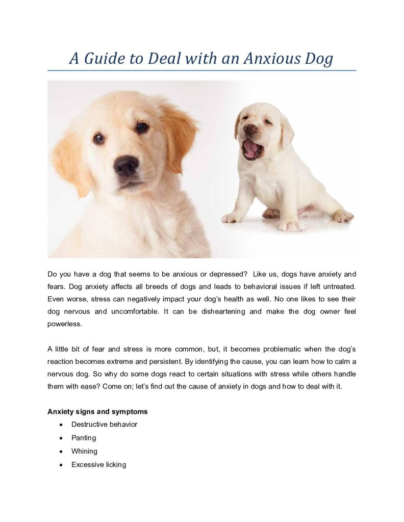 How Can I Help An Anxious Dog Overcome Their Behavioural Issues?