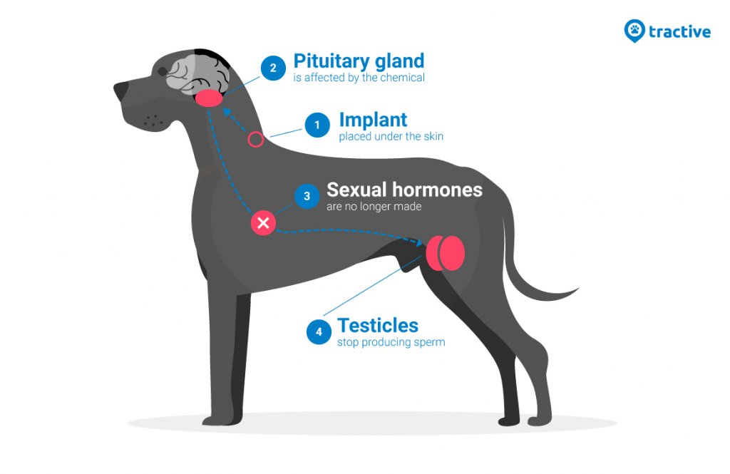 How Does Castration Impact A Dogs Behaviour And What Changes Can Be Observed?