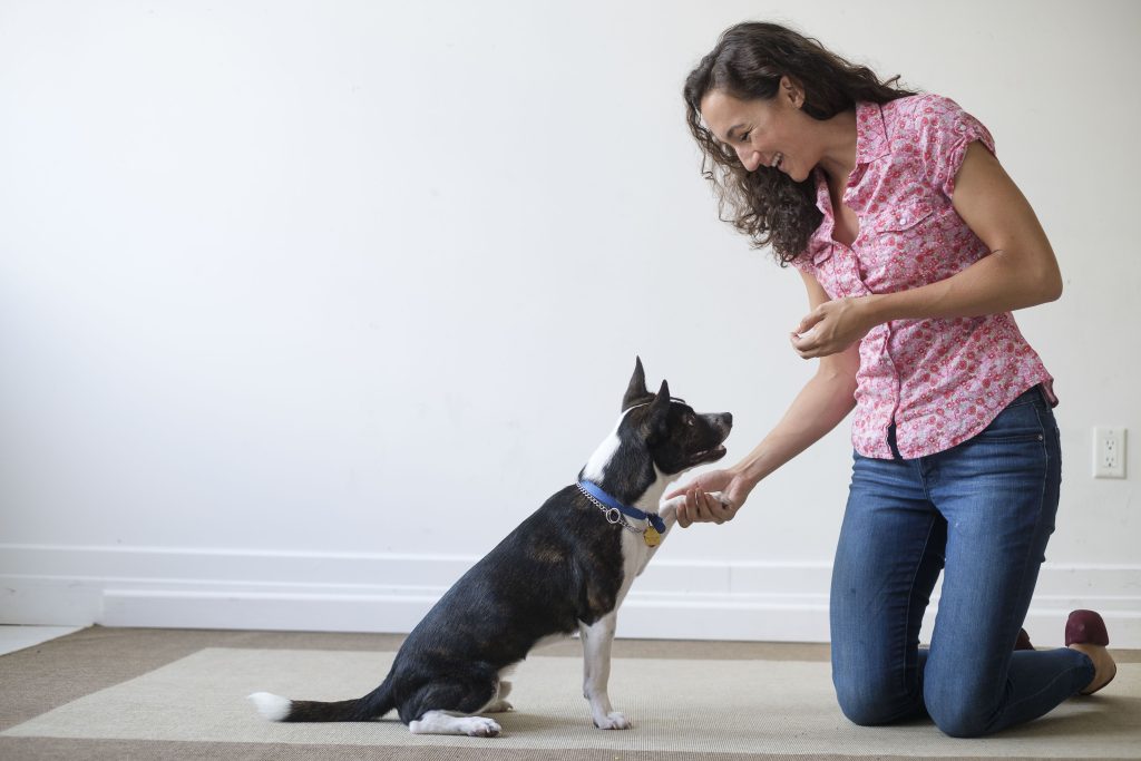 How Does Dog Obedience Training Work To Teach Commands And Discipline?