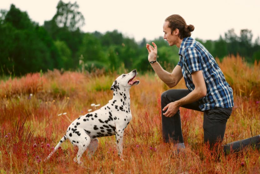 How Obtaining A Certificate Lll In Dog Behaviour And Training Can Benefit You?