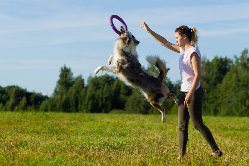 How Obtaining A Certificate Lll In Dog Behaviour And Training Can Benefit You?