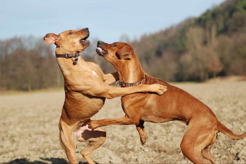How To Address And Manage Dominant Dog Behaviour Effectively?