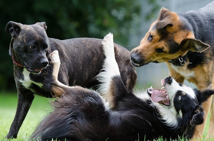 How To Address And Manage Dominant Dog Behaviour Effectively?