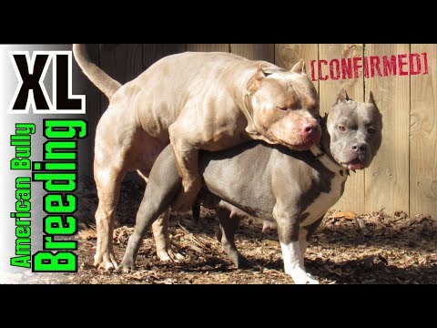 How To Breed American Bully?