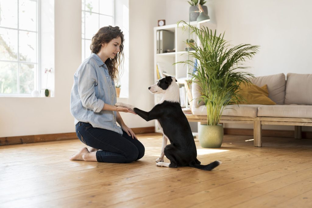 How To Do Dog Obedience Training At Home?