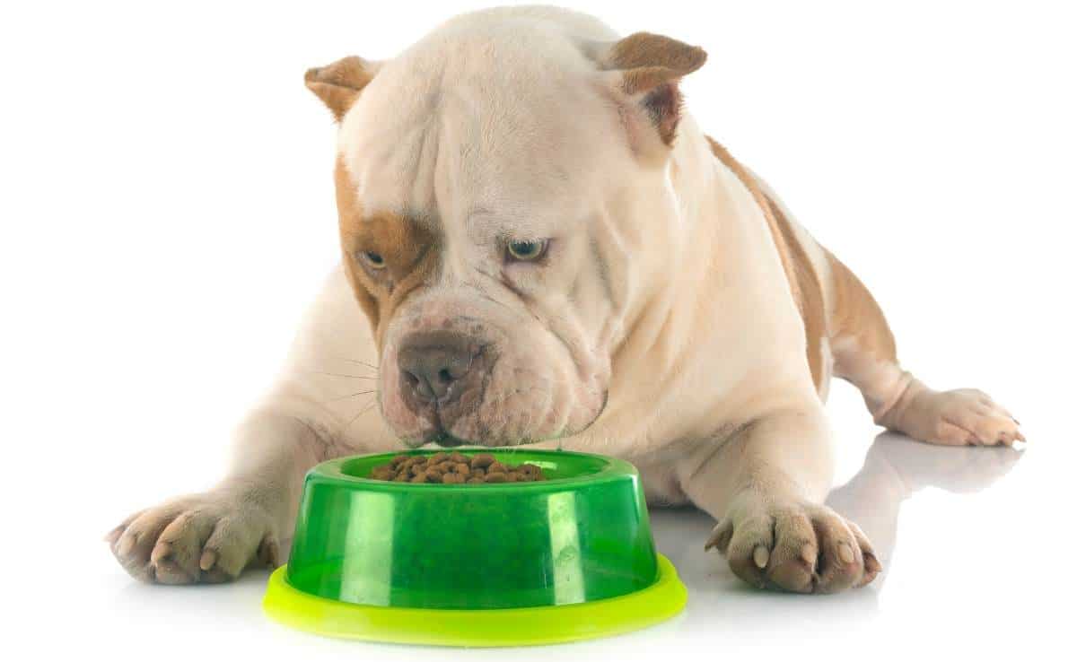 How To Feed American Bully Puppy?