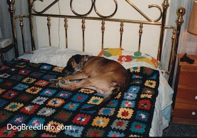 How To Handle Dog Bed Guarding Issues?
