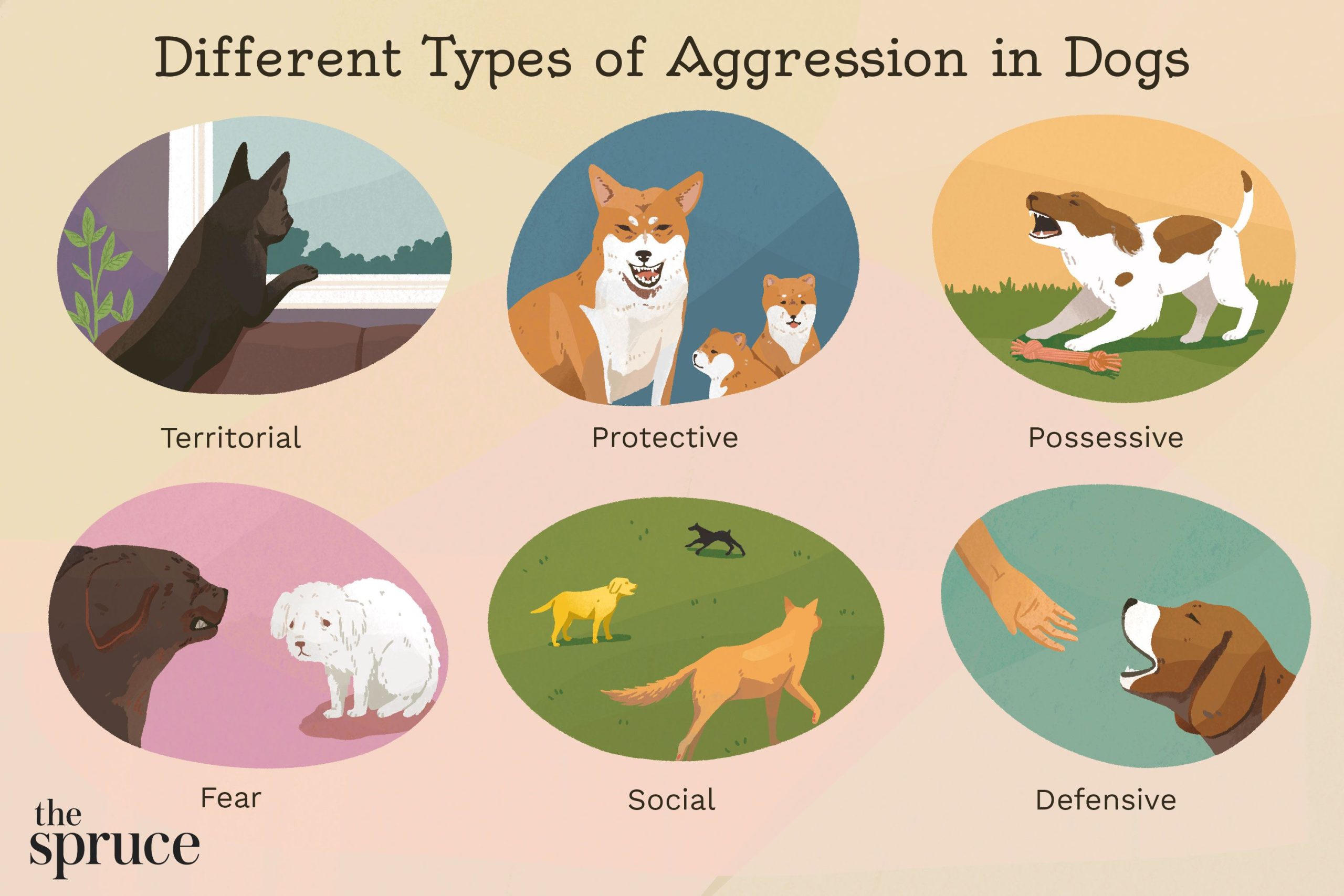 How To Handle Dog Possession Behavior?