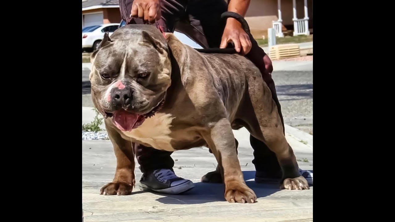 How To Make American Bully Head Bigger?
