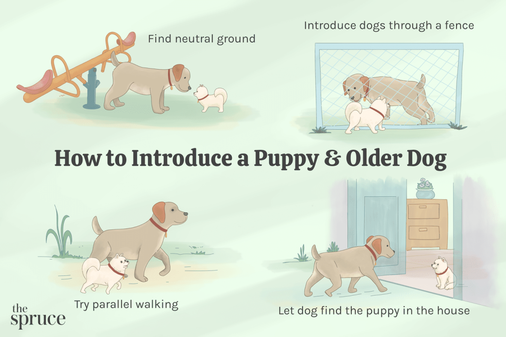 How To Manage Dog-to-dog Guarding?
