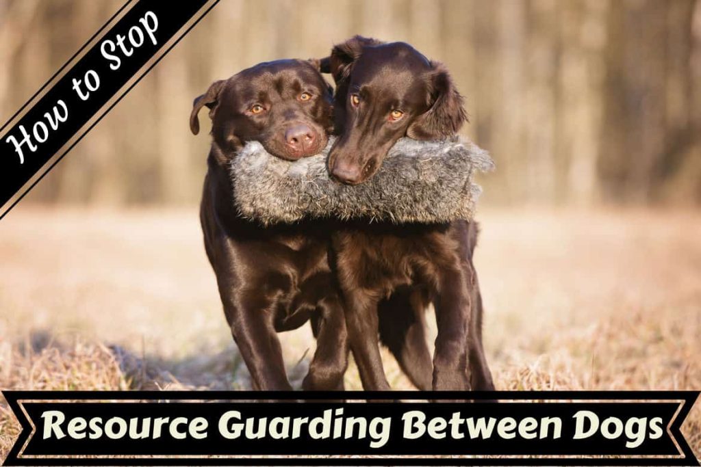How To Manage Dog-to-dog Guarding?