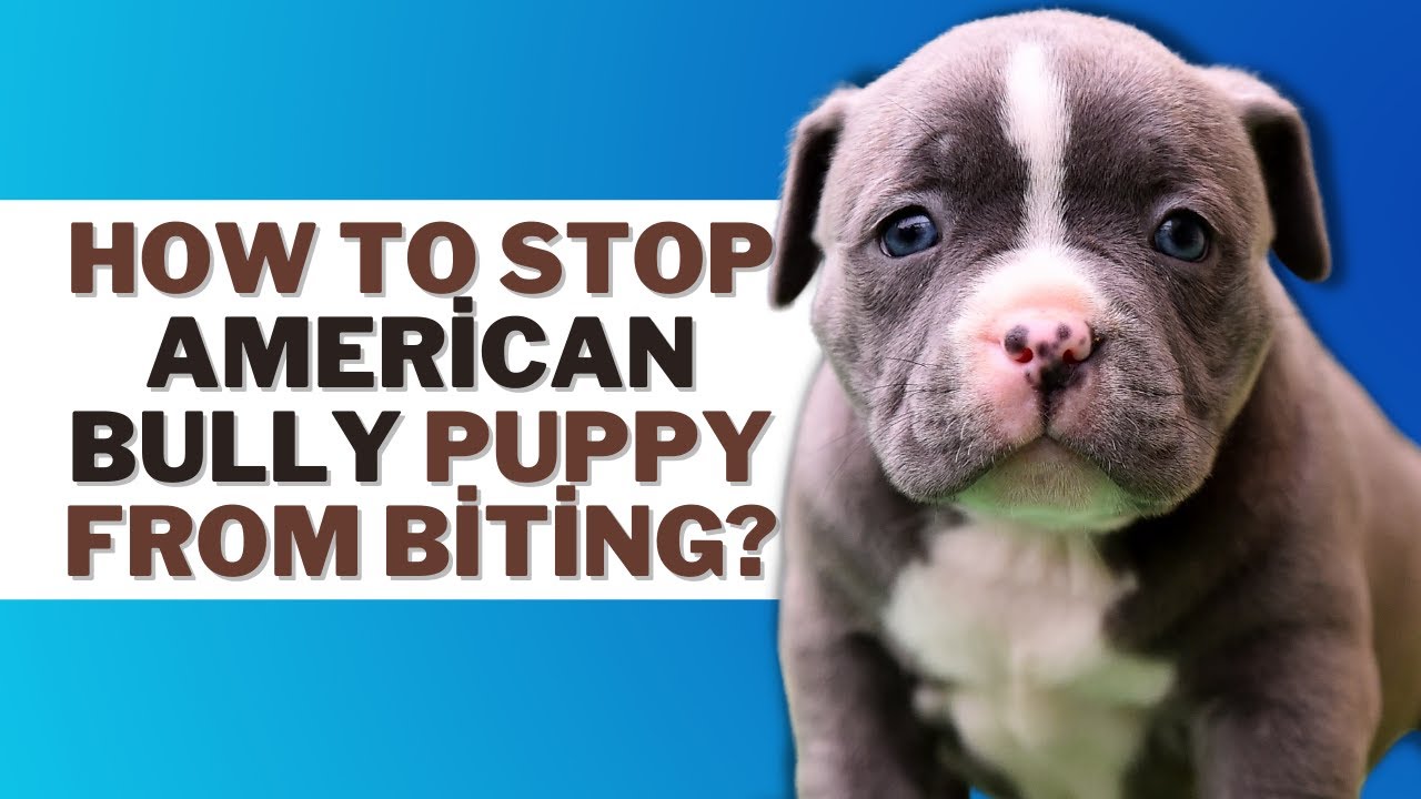 How To Train American Bully To Stop Biting?