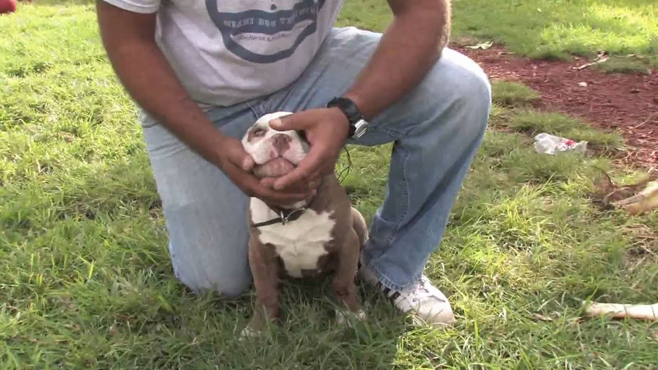 How To Train American Bully To Stop Biting?
