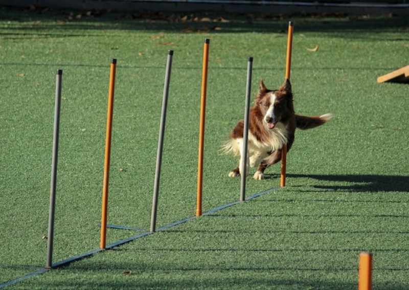 Is Dog Obedience Training Worth The Investment?