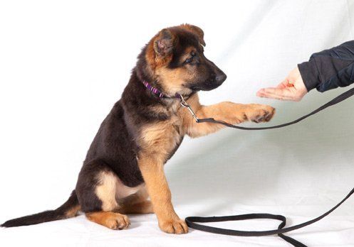 Is Dog Obedience Training Worth The Investment?