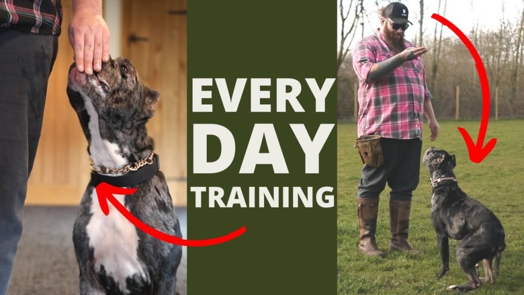 Top 5 Dog Obedience Training Ideas.