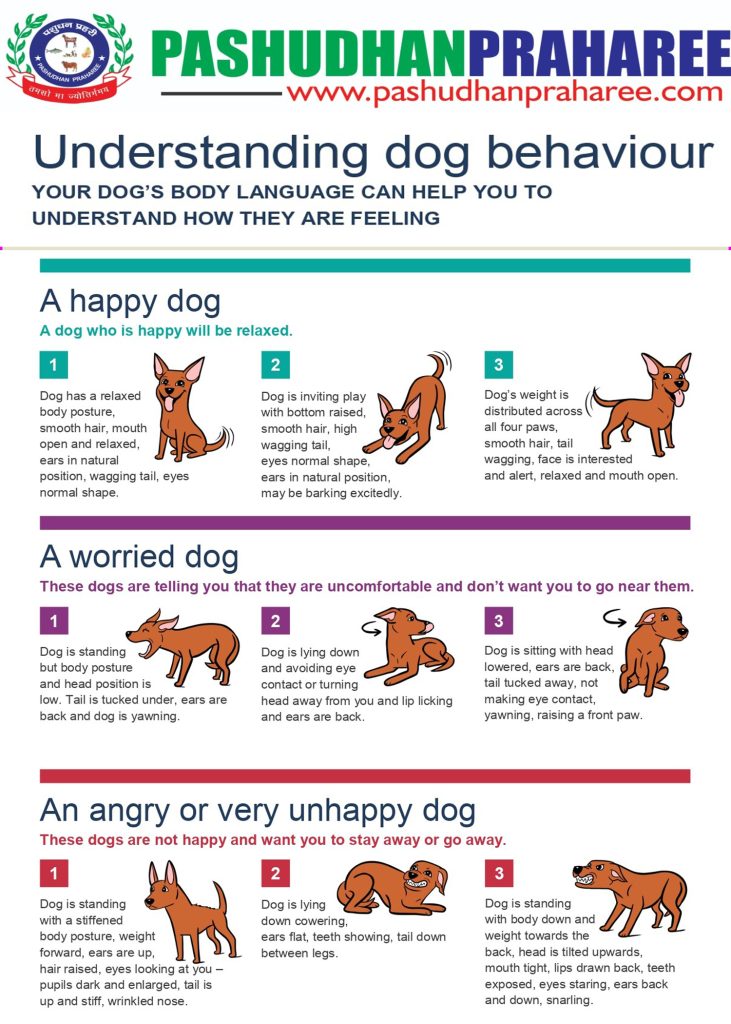 Understanding and Addressing Dogs Behavioral Changes