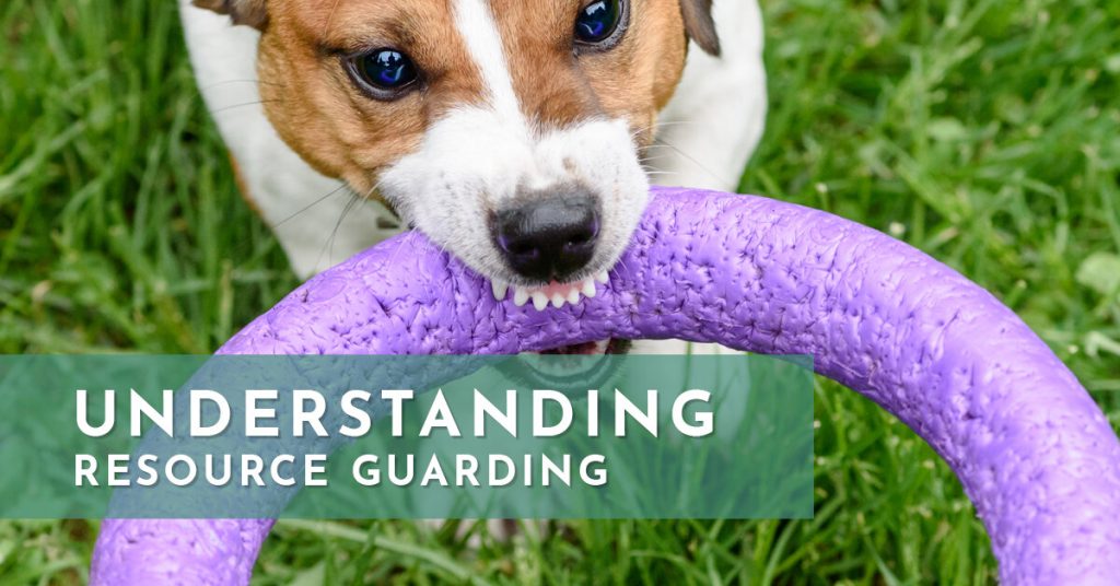Understanding the Impact of Obedience Training on Resource Guarding