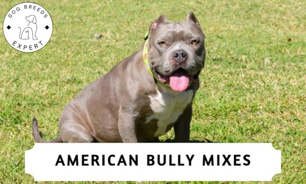 What American Bully Mixed With?