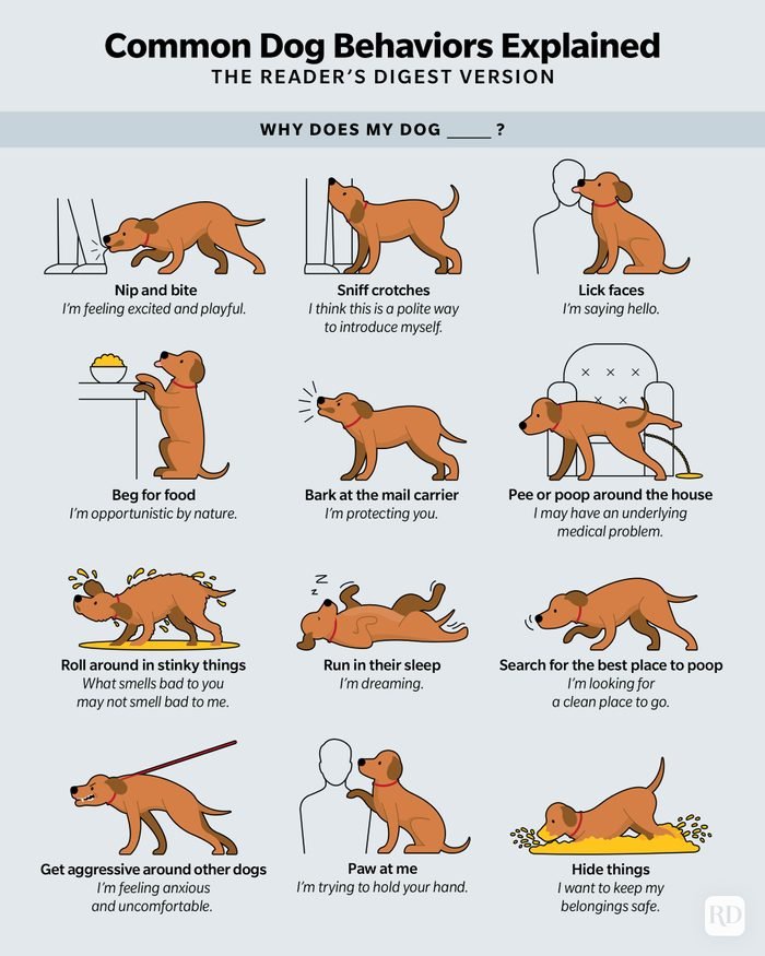 What Are Some Examples Of Weird Dog Behavior And How To Understand Them?