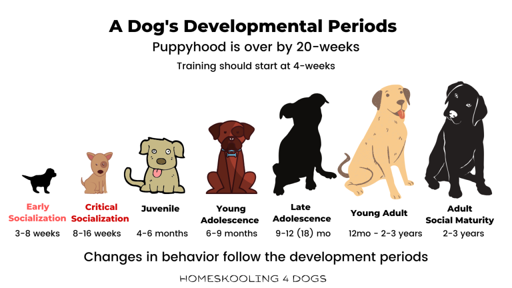 What Are The Common Changes In Dog Behavior And How To Address Them?