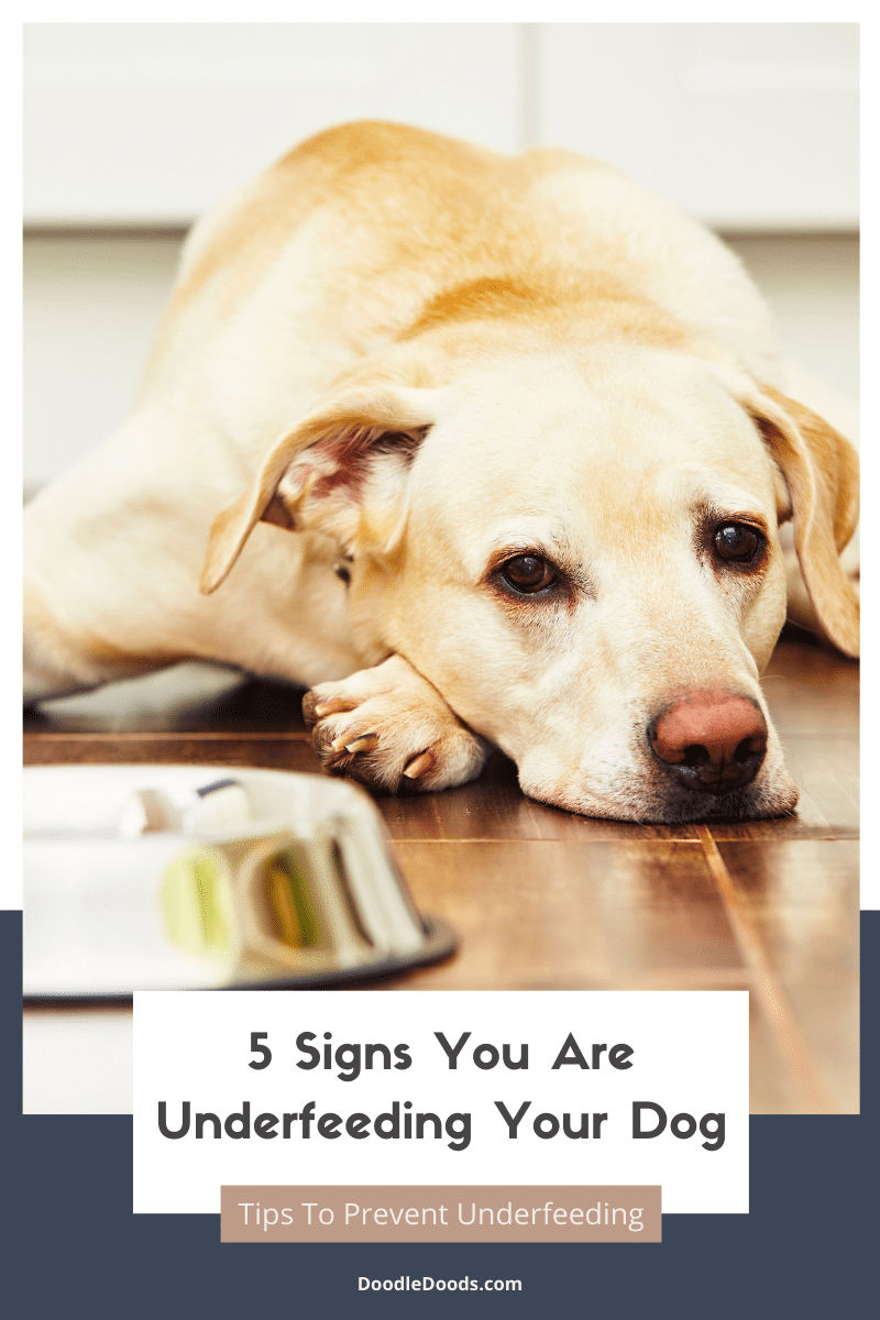 What Are The Signs Of Underfed Dog Behavior And How To Address It?