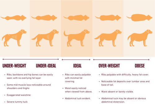 What Are The Signs Of Underfed Dog Behavior And How To Address It?