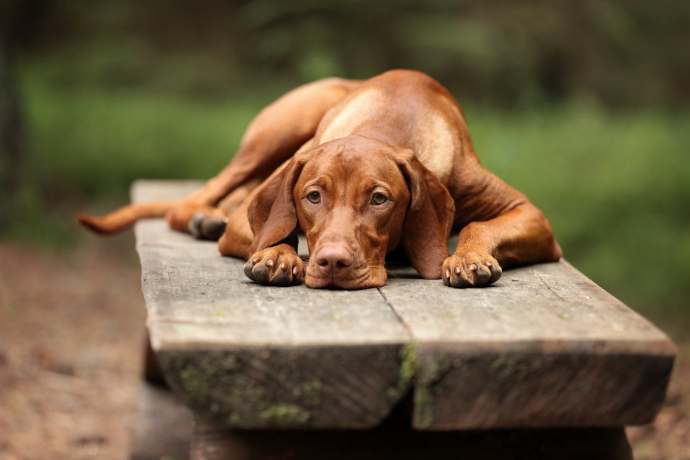What Behavioural Changes Can Be Expected In Dogs After They Have Been Castrated?