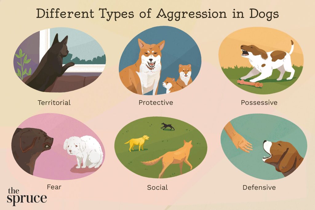 What Causes Aggressive Dog Behavior And How To Handle It?