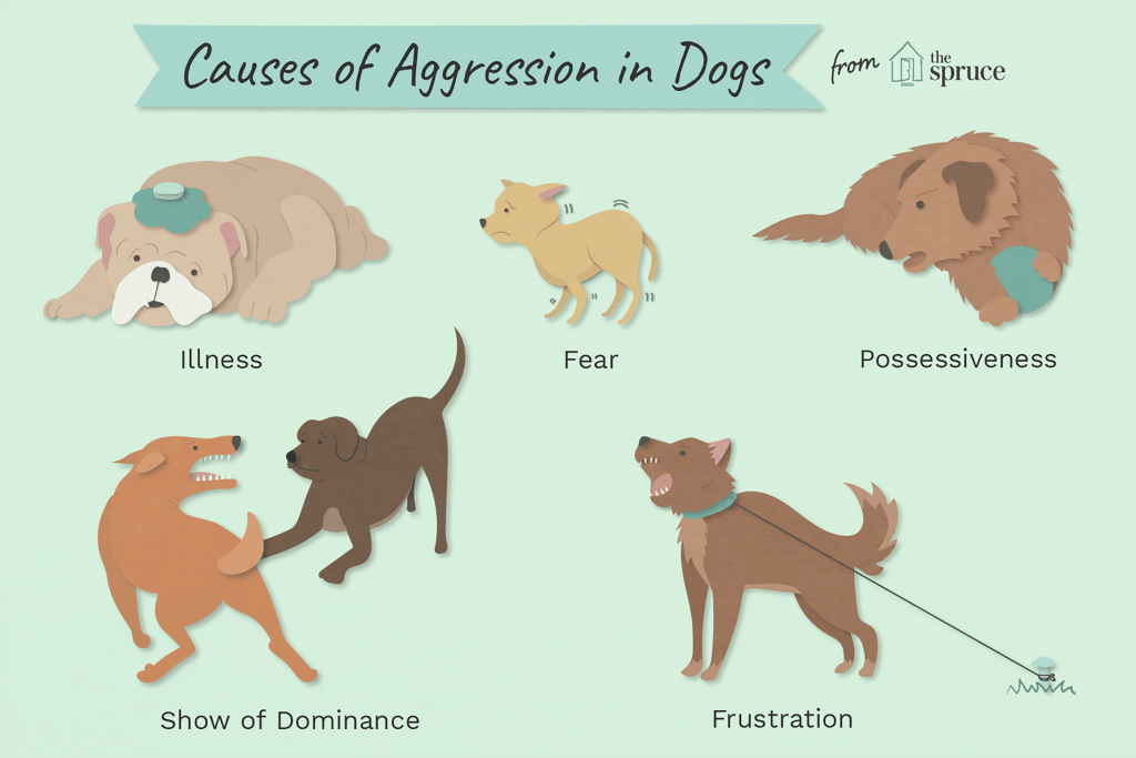 What Causes Aggressive Dog Behavior And How To Handle It?