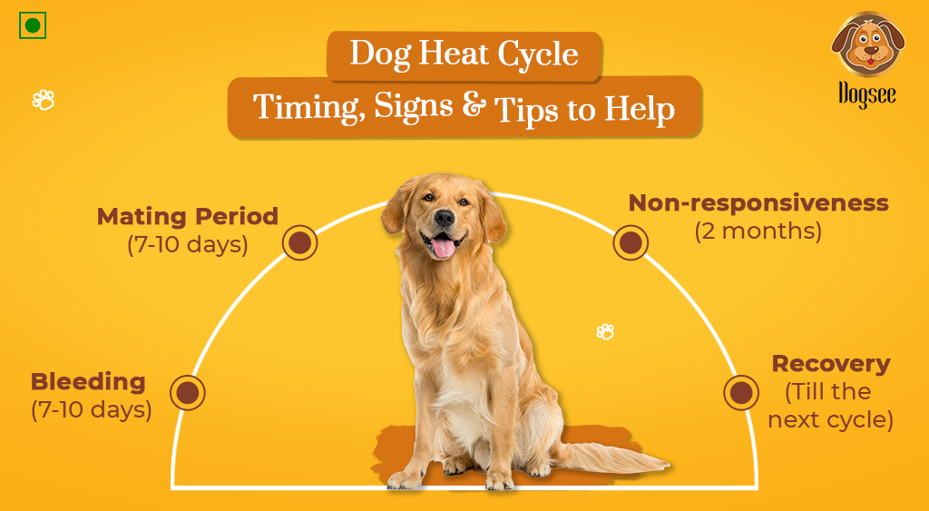 What Common Behavioural Changes Are Ther In Female Dogs During Their Heat Cycle?