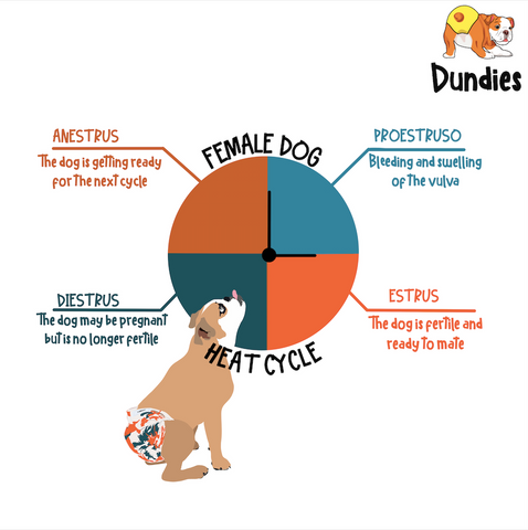 What Common Behavioural Changes Are Ther In Female Dogs During Their Heat Cycle?