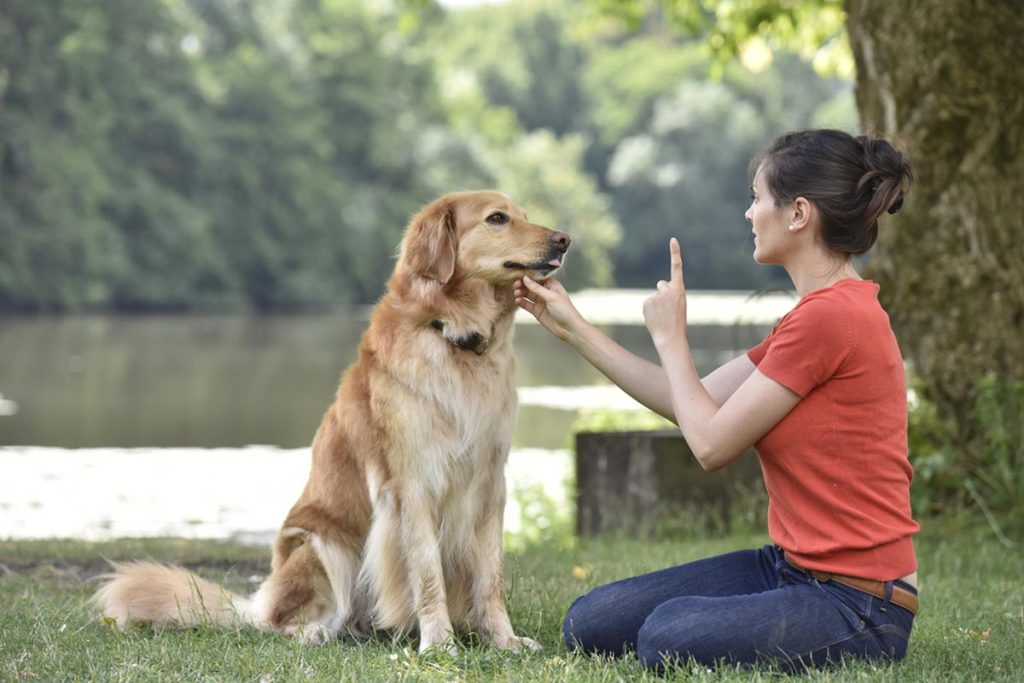 What Does It Cost For Dog Obedience Training?