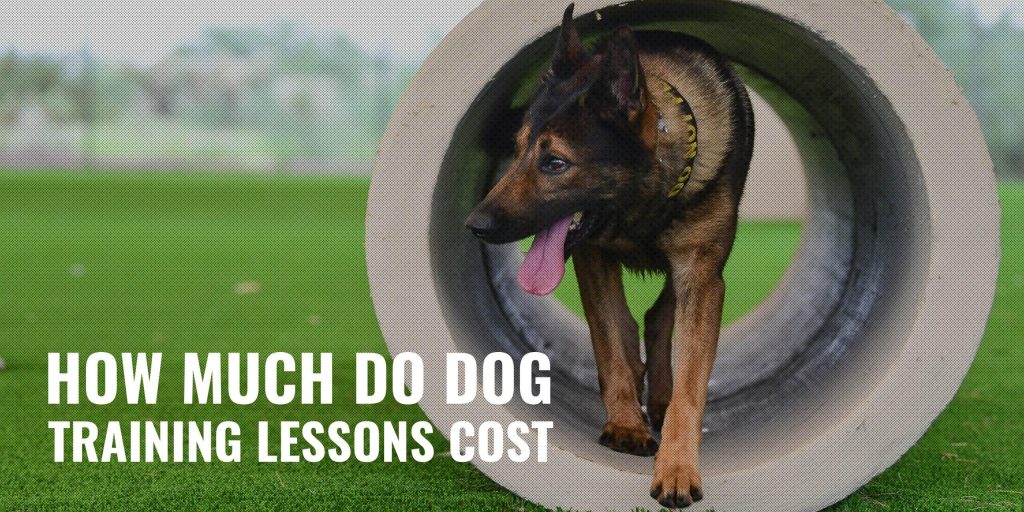 What Does It Cost For Dog Obedience Training?