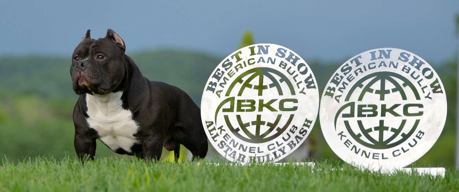 What Is American Bully Kennel Club?