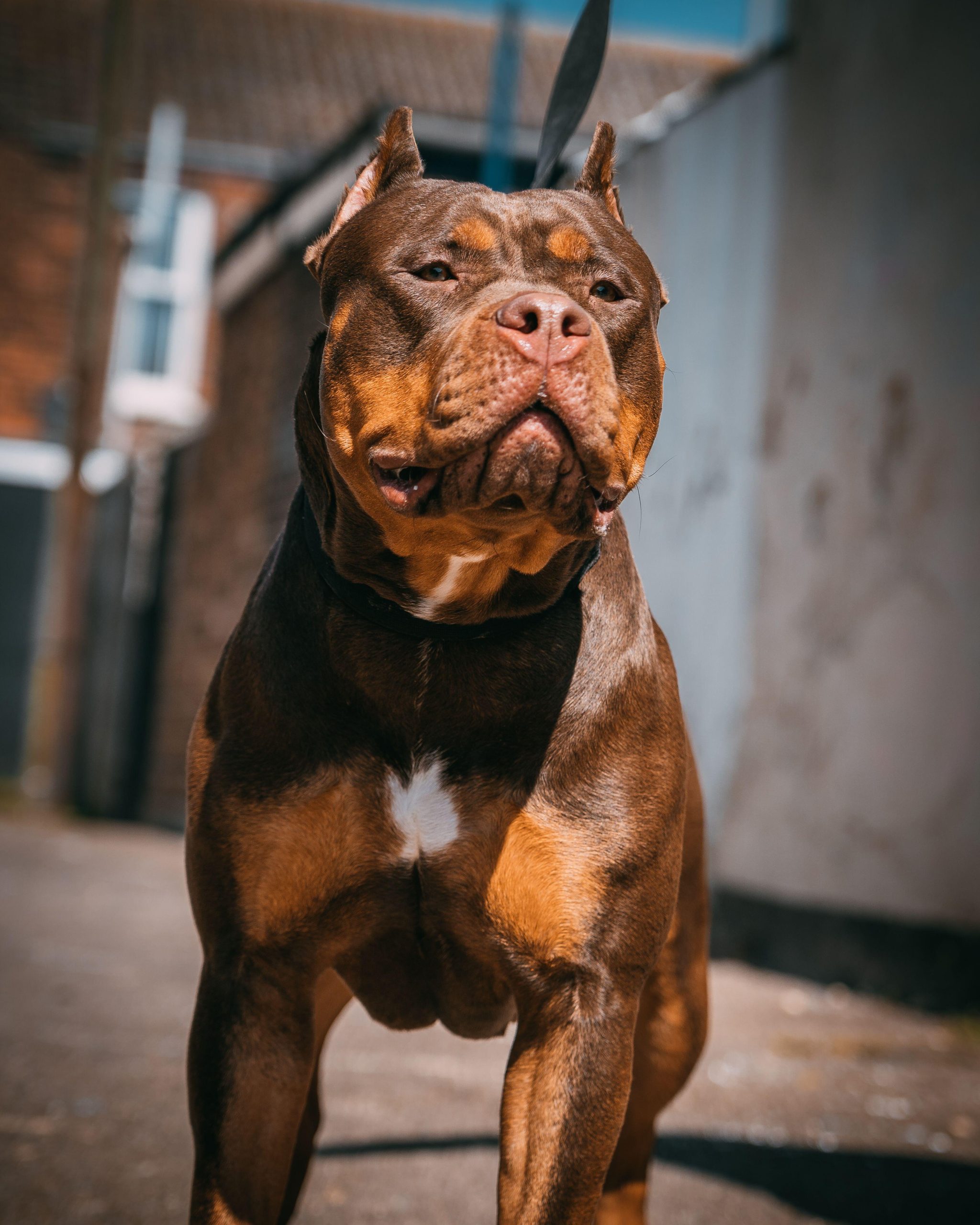 What Is American Bully Xl?
