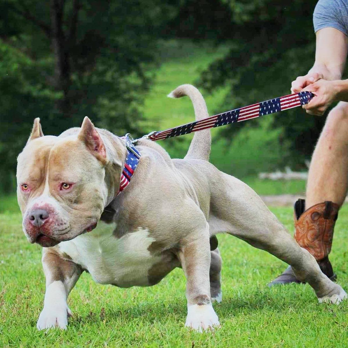 What Is American Bully Xl?