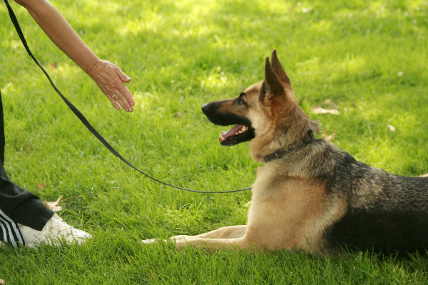What Is Involved In A Typical Dog Obedience Training Program?
