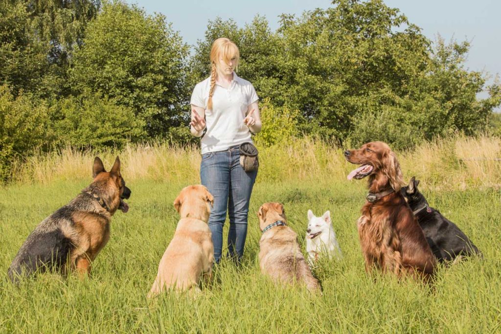 What Is The Average Cost For Dog Obedience Training?