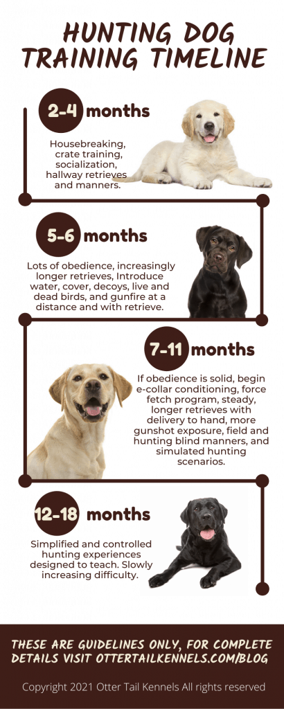 What Is The Ideal Age To Start Dog Obedience Training?