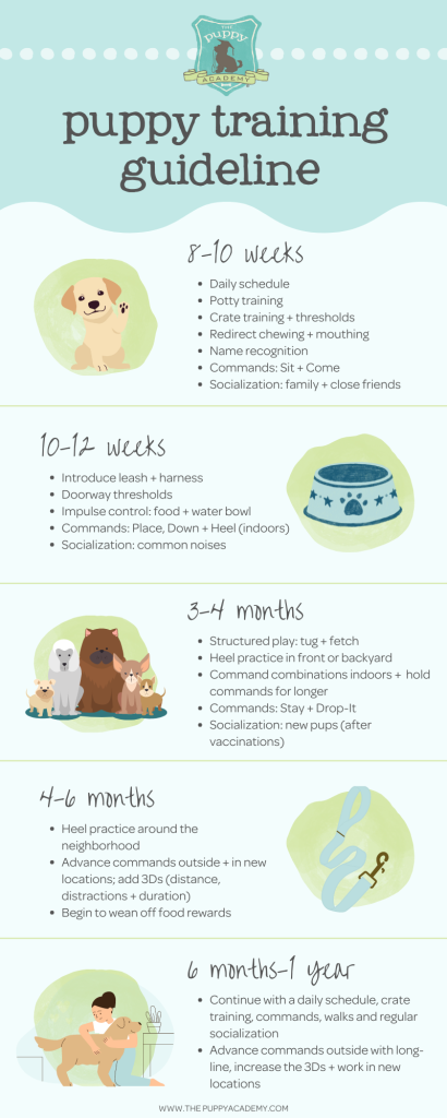 What Is The Ideal Age To Start Dog Obedience Training?