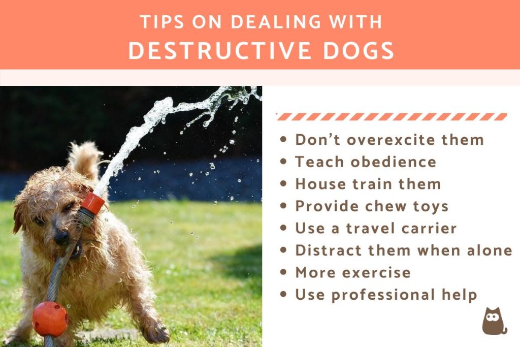 What Is The Most Effective Solutions For Dealing With Destructive Dog Behaviour?