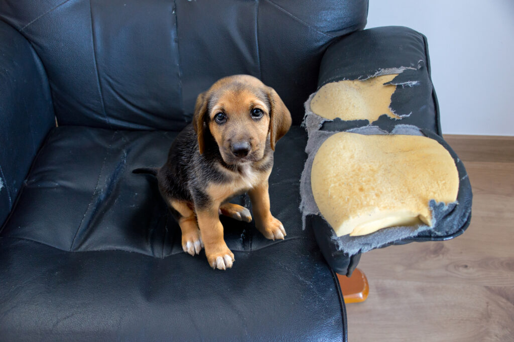 What Is The Most Effective Solutions For Dealing With Destructive Dog Behaviour?
