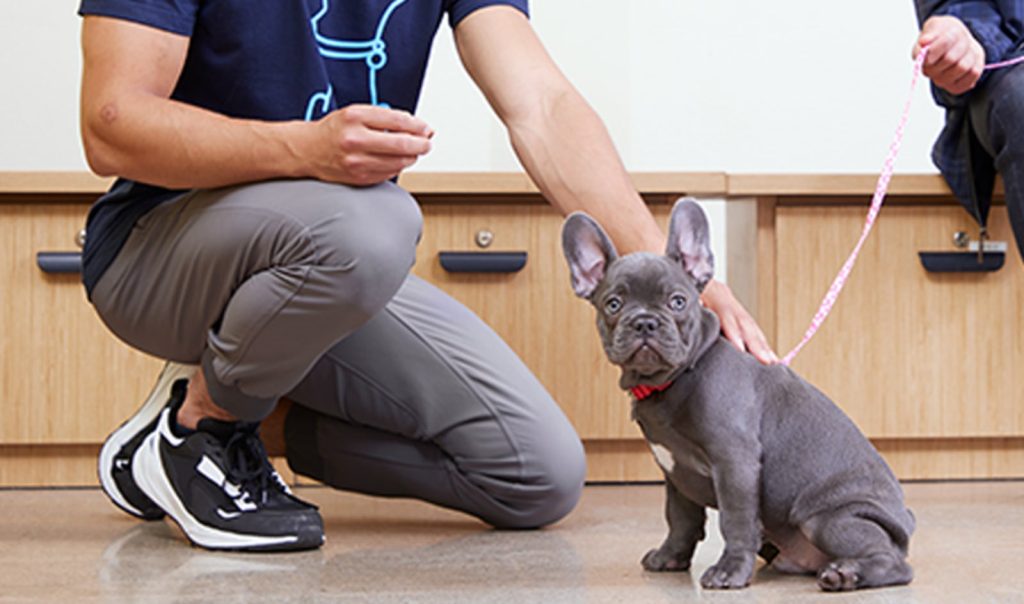 What Is The Price For Dog Obedience Training At Petco?